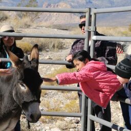 Jackson the Red Rock Burro