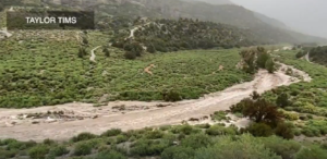 Kyle Canyon wash overflows with thick, muddy brown flood water rushing across a luch green canyon floor.
Image from US Forest Service video during the historic flood event in August 2023.