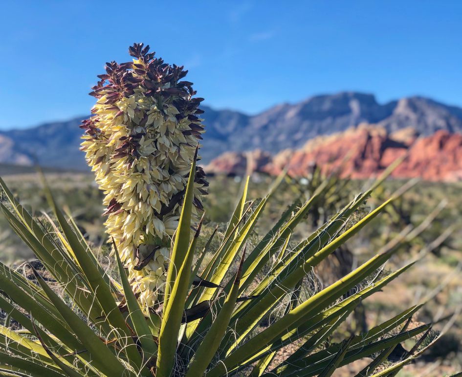 Top 5 Hidden Natural Gems Near Las Vegas You Must Visit