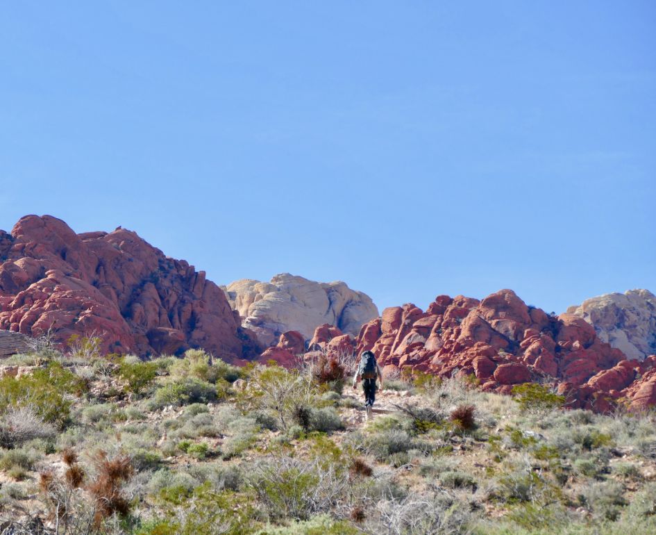 A Guide to Exploring Desert Wildlife Areas Safely